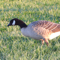 Cackling Goose